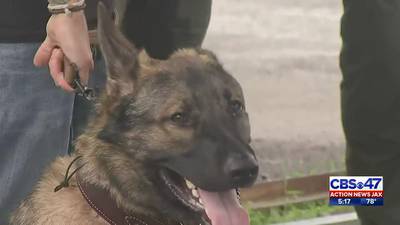 Florida police K-9 units and EMS teams trained in K-9 emergency medical procedure