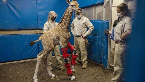 Photos: Baby giraffe fitted with braces