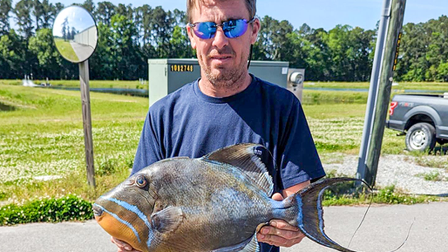 Georgia state record set in first Queen Triggerfish catch on the