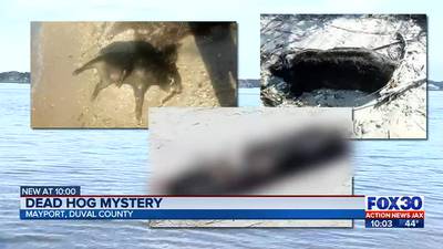 ‘I’ve never seen hogs come up on the beach:’ Dead hog mystery sparks concern, curiosity from fisher