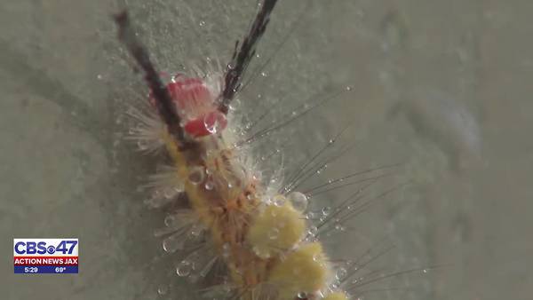 ‘They’re all over:’ Tussock moth caterpillars are swarming in Jacksonville