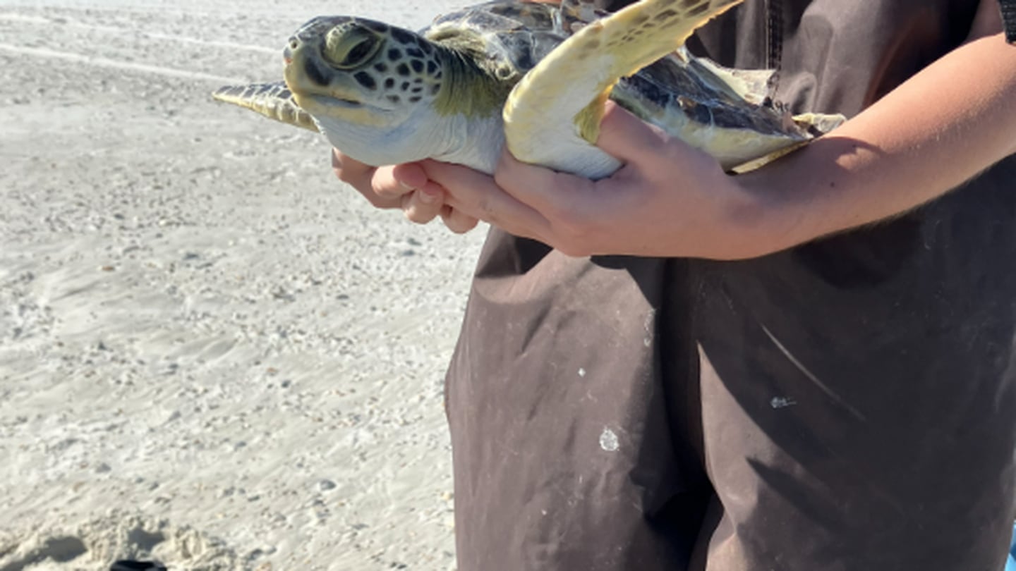 Recovered Sea turtle released back into the ocean