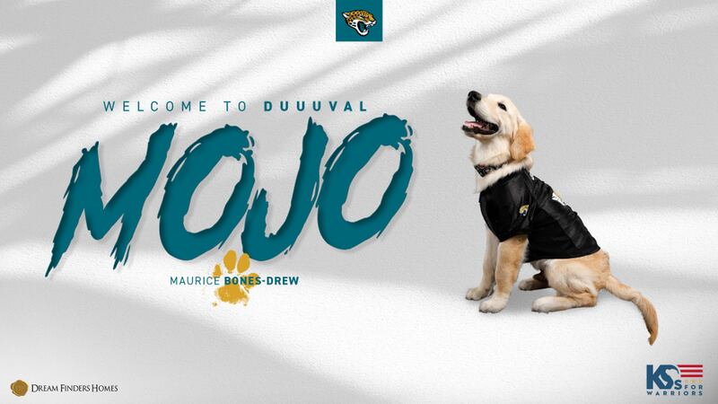The Jacksonville Jaguars’ new “pawfensive” lineman is going to turn heads faster than Jaxon De Ville does in these upcoming seasons, not only with his cuteness, but with his legendary name -- Maurice Bones-Drew, or “Mojo.”