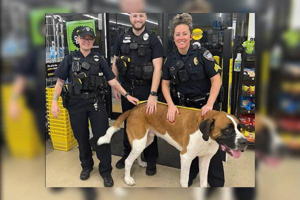 ‘So he just walked in?’: Police remove giant dog from Florida store