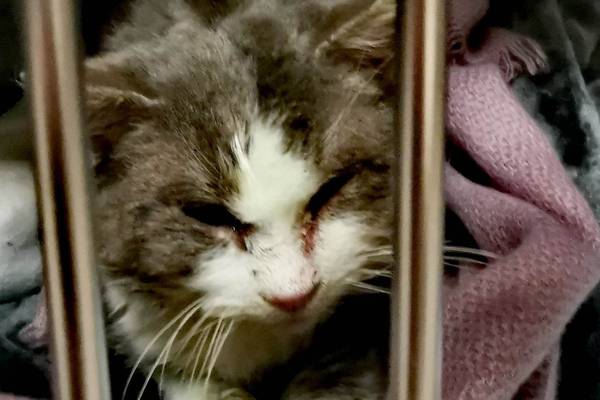 Good Samaritan rescues cat found frozen to the ground