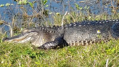 6-foot alligator freed after being stuck in drainpipe for several months 