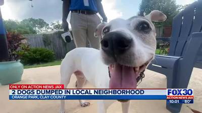 Video: Two dogs dumped in Orange Park neighborhood seen on home surveillance