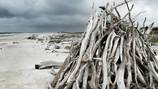 Volunteers needed for cleanup on Little Talbot Island