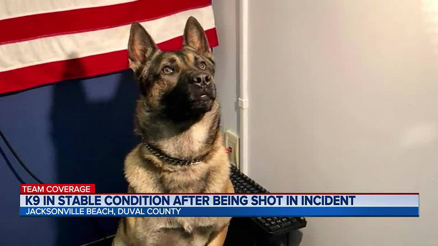 K9 in stable condition after being shot in incident – Action News Jax