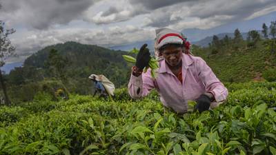 Sri Lanka's plantation workers live on the margins. But politicians still want their votes