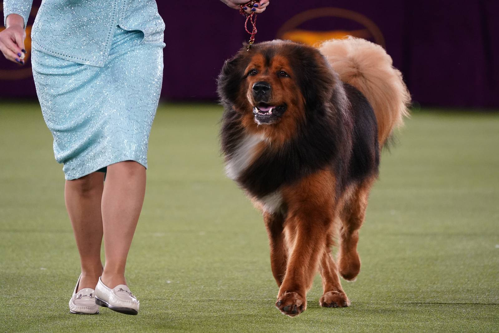 Westminster Dog Show 2022 See the best in show, group winners Action