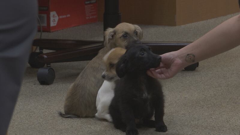 The adoption event will be on Friday from 10 a.m. to 3 p.m. at the Putnam County Government Complex.