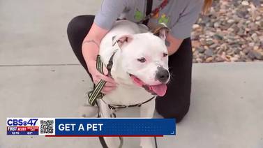 Get A Pet: Meet Jump