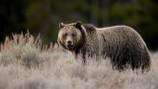 Man survives ‘surprise attack’ by 2 grizzlies at Grand Teton National Park