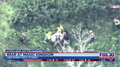 Disney World: Bear in tree at Magic Kingdom captured; to be relocated to Ocala National Forest