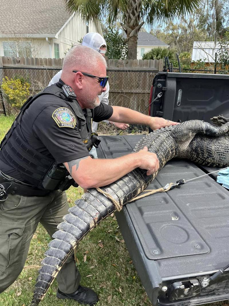 The gator was safely removed, humanely and without a fight.
