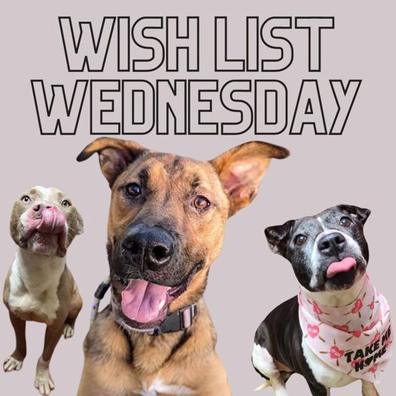 Wish list Wednesday for dogs in need.
