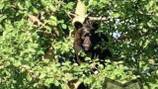 Bear hit by vehicle limps away, hides in tree for hours before leaving area