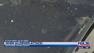 Pine pollen season underway, what you should look out for when allergies attack