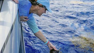 15 sea turtles released after rehabbing in the Florida Keys
