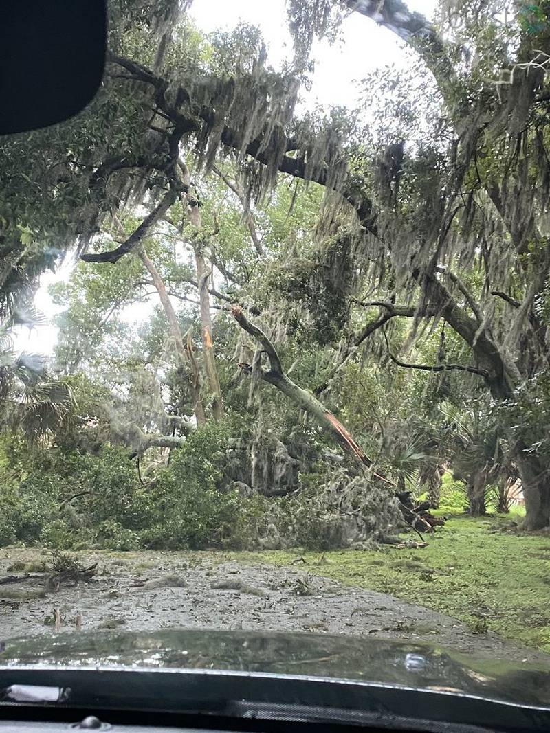 Tree blocking road in Jacksonville