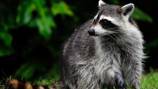 Raccoons frolic in California pool