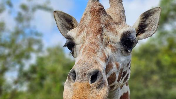 Beloved 22-year-old giraffe Spock passes away at Jacksonville Zoo and Gardens