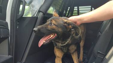 Columbia County Sheriff’s Office K-9 who disappeared while pursuing suspect found safe
