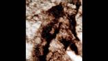 Do you believe in the Sasquatch?: One new St. Johns County School sure does