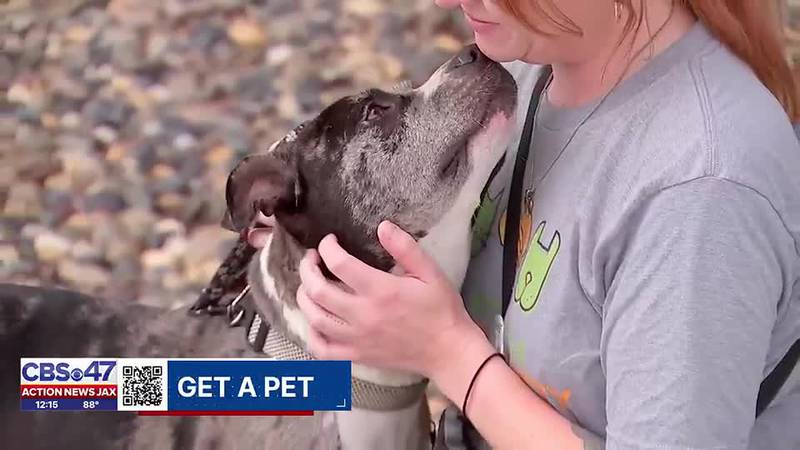 Get a Pet: Meet Hamdog