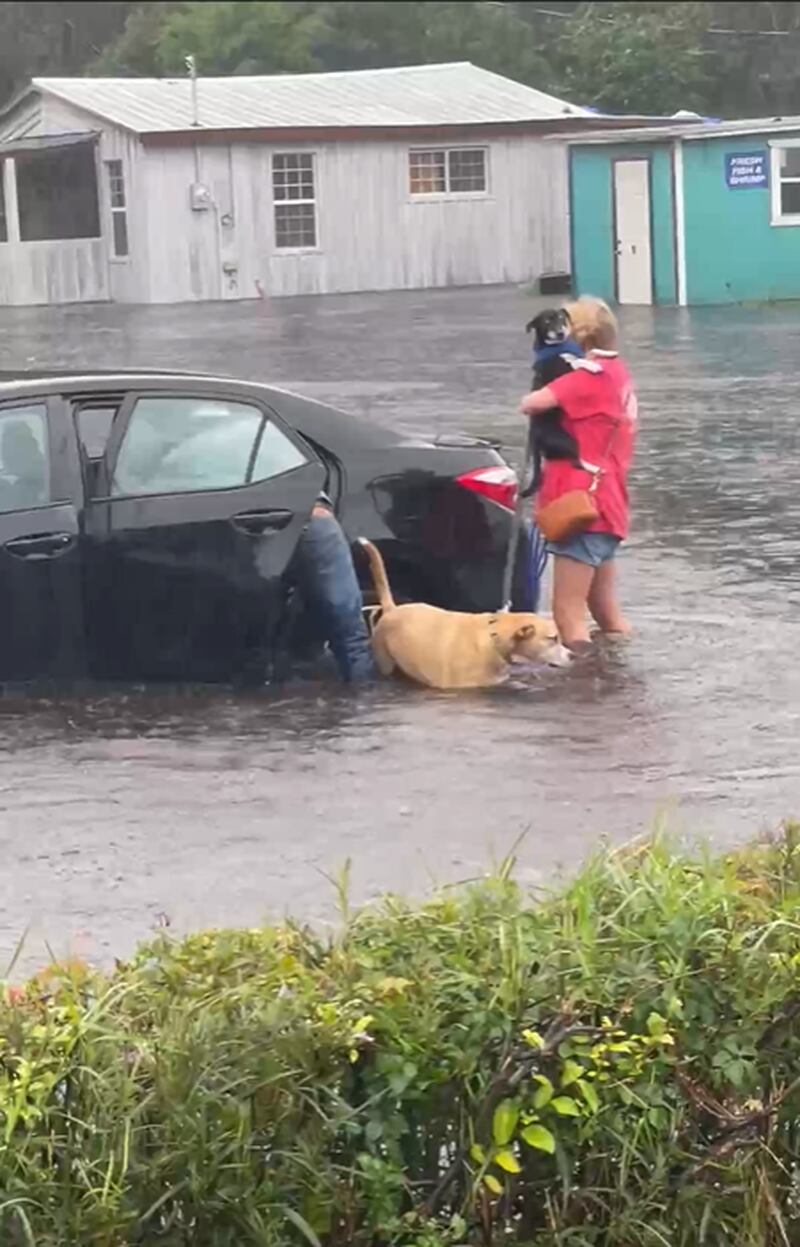 Flooded car with pets