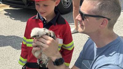 Photos: Baby hawk rescue in Clay County 