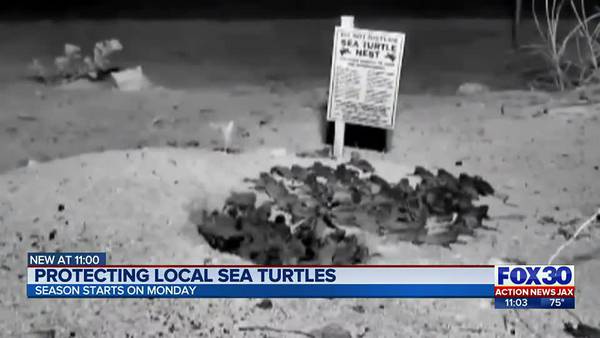 The city of Jacksonville Beach is prepared for Sea Turtle Nesting Season