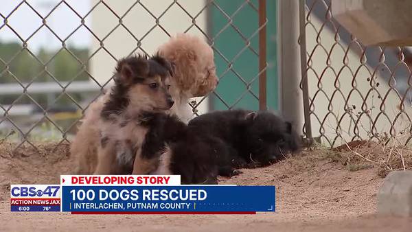 ‘Unmanageable:’ 100 small dogs removed from Putnam County home