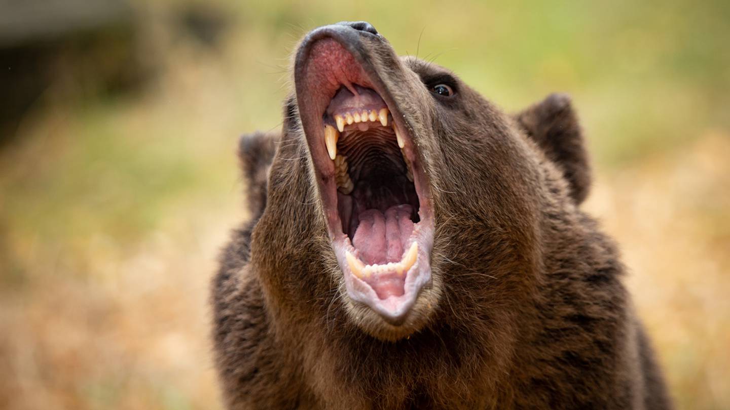grizzly bear attack