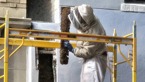 ‘Aggressive’ bee colony plaguing The Florida Theater rehomed