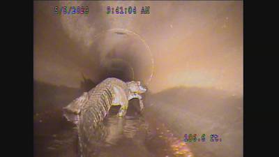 WATCH: 5-foot alligator found in Central Florida stormwater pipe