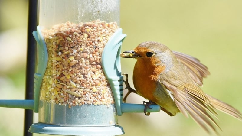 Most commonly seen birds in Florida