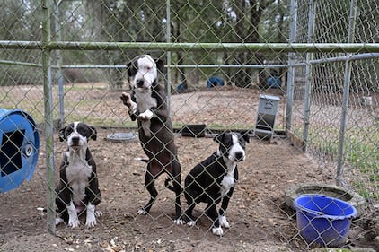 Humane World for Animals rescues dogs from a suspected dogfighting situation in Clay County, Florida as part of a multi-property seizure in Clay and Union counties on Dec. 10, 2025.  (Kevin Wolf/AP)
