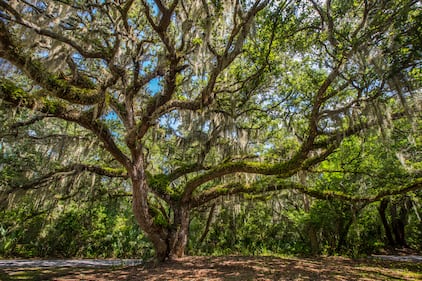 Amelia Island offers an abundant amount of flora and fauna. Just the place to be to take shade during a hot, summer day.