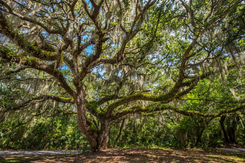 Amelia Island offers an abundant amount of flora and fauna. Just the place to be to take shade during a hot, summer day.