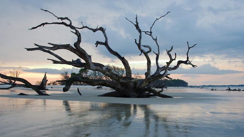 Driftwood Beach, Jekyll Island, GA - No. 3 in the U.S.