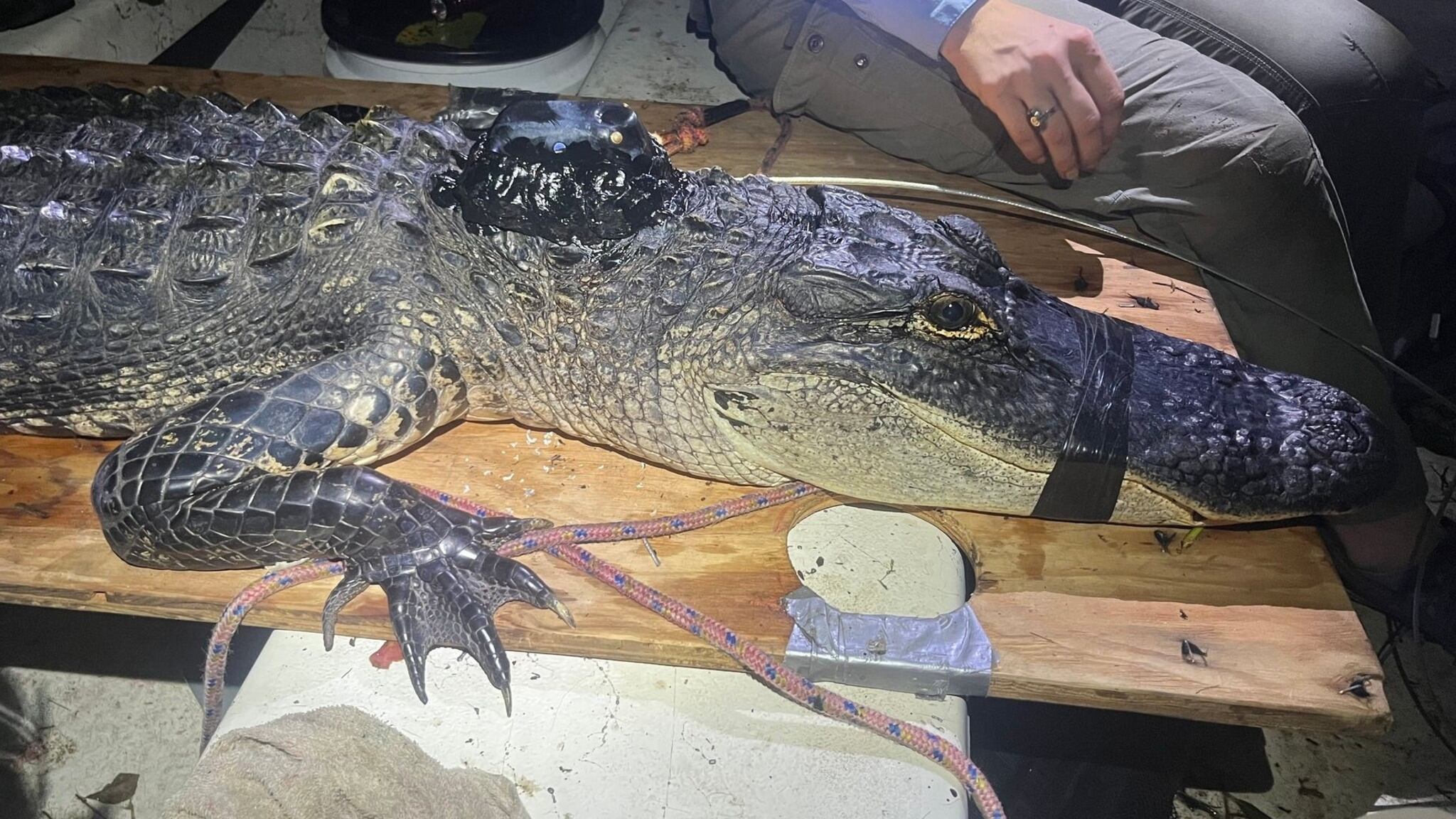 This Georgia gator was recently moved out of his territory after a larger male moved him out, according to researchers