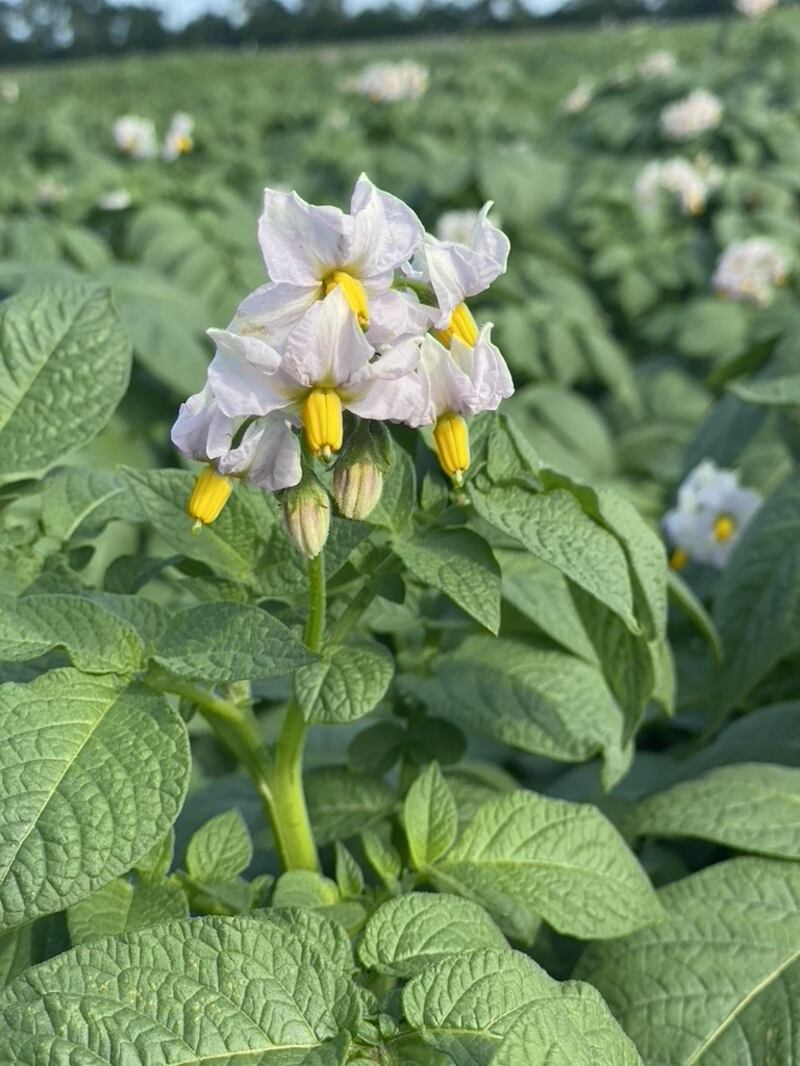 (UF/IFAS Hastings Agricultural Extension Center)