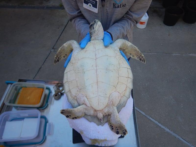 Four more cold-stunned sea turtles were found in Southeast Georgia this week and are getting help from Georgia Sea Turtle Center.