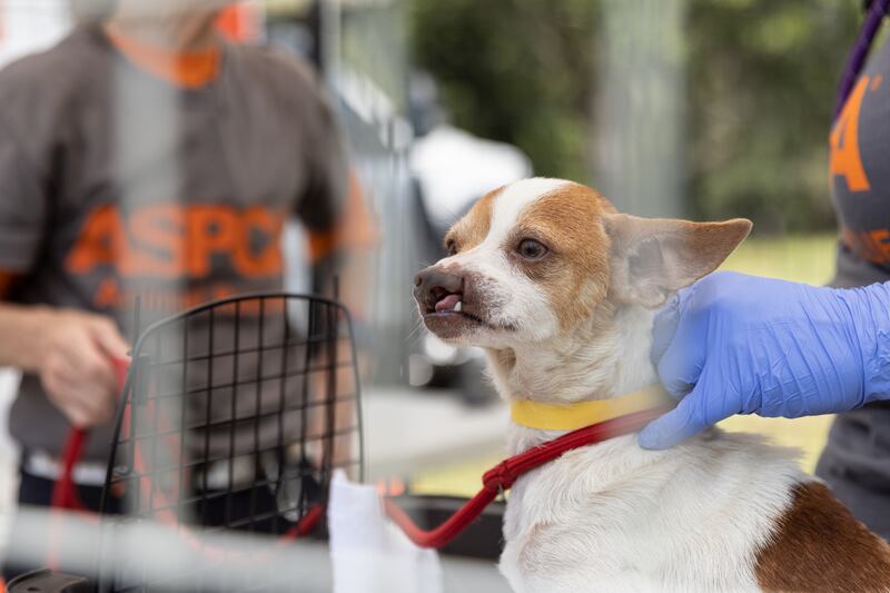 More than 50 dogs and cats “living in filthy conditions” were rescued Wednesday from a property on State Road 121 in Lake Butler, the Union County Sheriff’s Office said. UCSO and the Union County Animal Control requested the ASPCA’s assistance with rescuing the animals, which included newborn kittens.