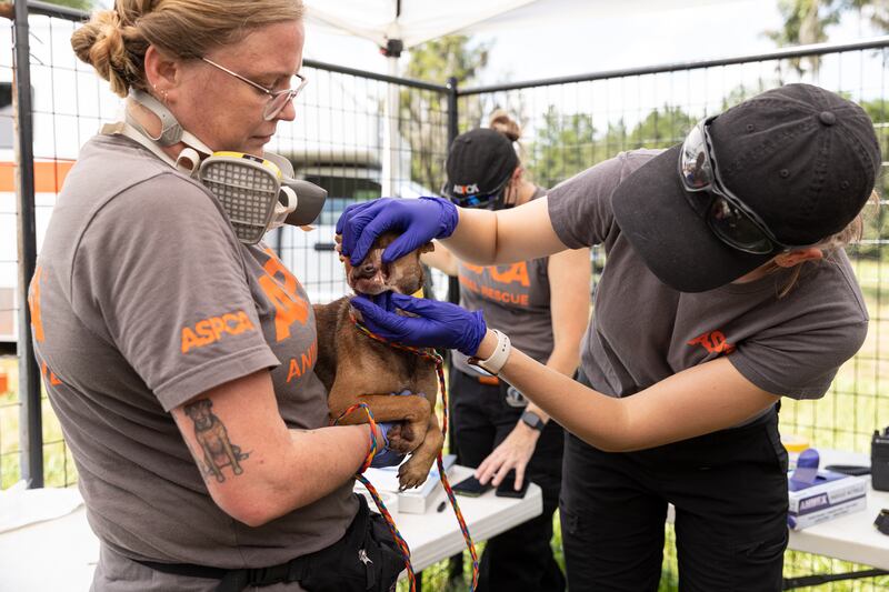 More than 50 dogs and cats “living in filthy conditions” were rescued Wednesday from a property on State Road 121 in Lake Butler, the Union County Sheriff’s Office said. UCSO and the Union County Animal Control requested the ASPCA’s assistance with rescuing the animals, which included newborn kittens.