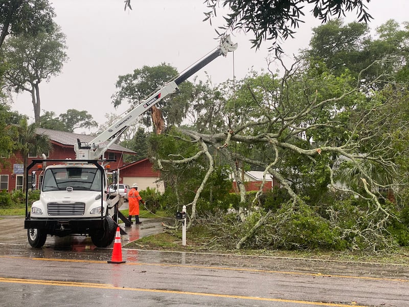 Tree down at Penman Road and Seagate Avenue in Jacksonville Beach