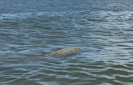 The boat collision likely ruptured the manatee’s thoracic cavity, filling it with air and leaving the animal unable to dive.