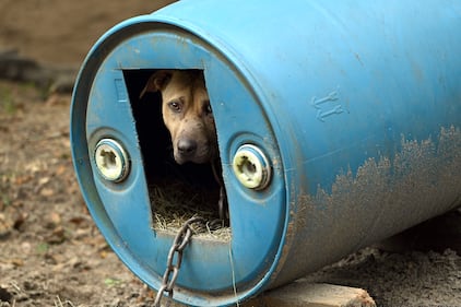 Humane World for Animals rescues dogs from a suspected dogfighting situation in Clay County, Florida as part of a multi-property seizure in Clay and Union counties on Dec. 10, 2025.  (Kevin Wolf/AP)